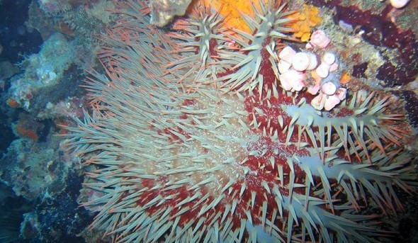 水下被海洋生物傷害到了該怎么辦？